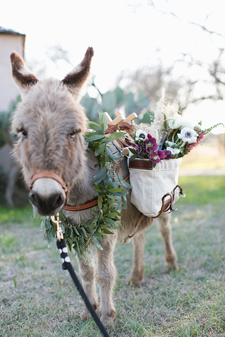 Это вам не котики! Лучшие свадебные фотографии с животными 