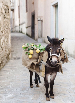 Это вам не котики! Лучшие свадебные фотографии с животными 