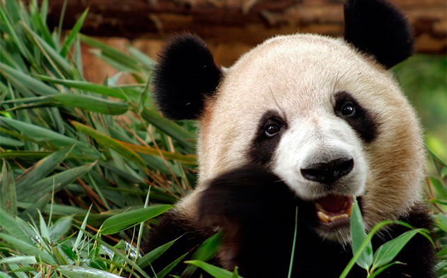 животные в зоопарках Китая