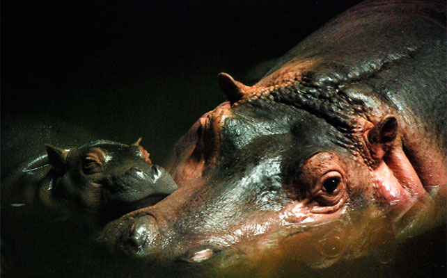 животные в зоопарках Китая