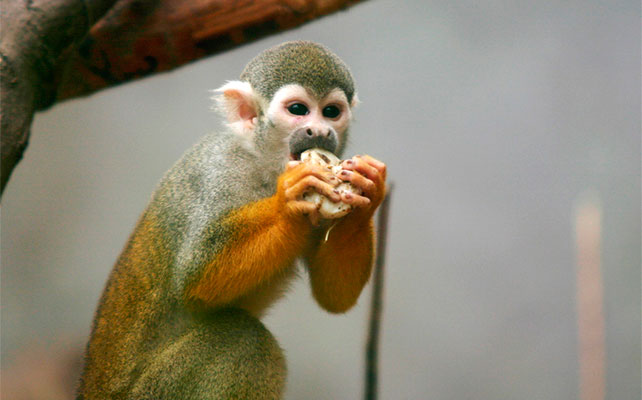 животные в зоопарках Китая