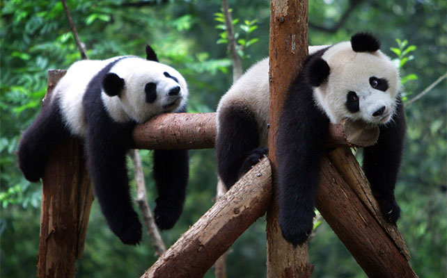 животные в зоопарках Китая