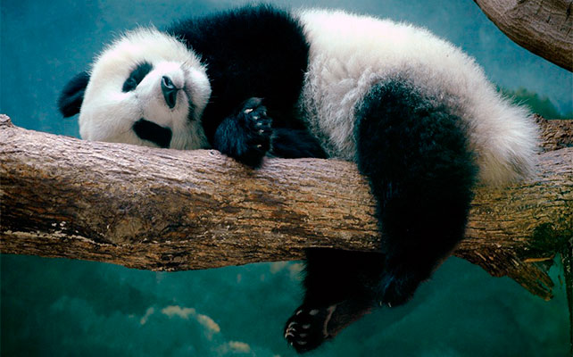 животные в зоопарках Китая