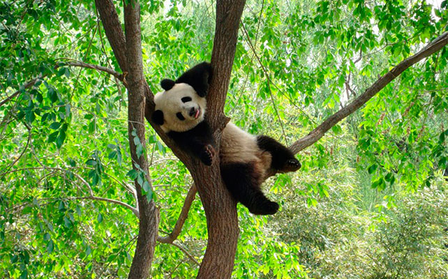 животные в зоопарках Китая