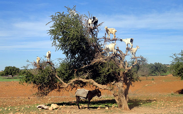развлечения Марокко