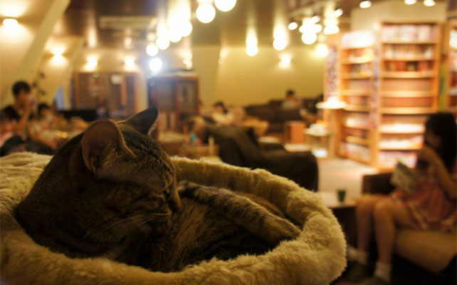 клуб-кафе «Республика»