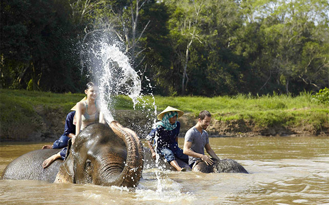 флора и фауна Таиланда