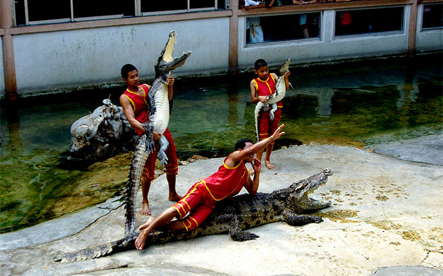 флора и фауна Таиланда