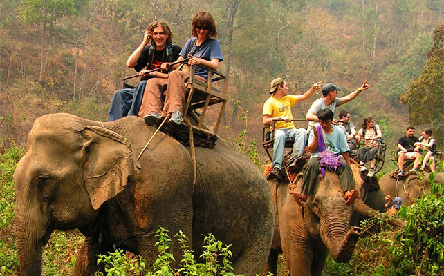 флора и фауна Таиланда