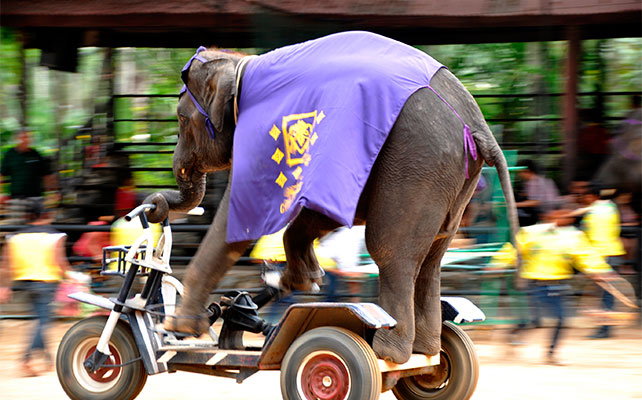 флора и фауна Таиланда