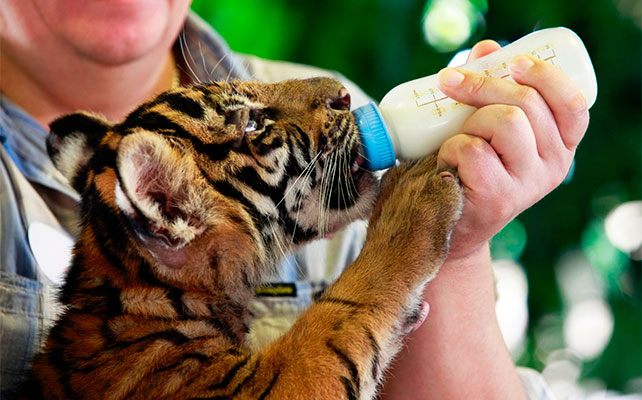 флора и фауна Таиланда