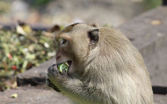 флора и фауна Таиланда