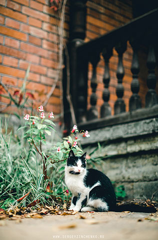 Осенняя фотосессия лав стори в стиле fine art, игривый котик