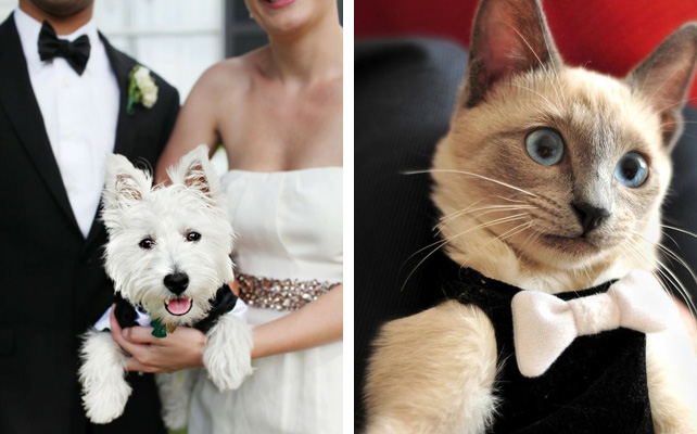 Как украсить поляну для фотосессии