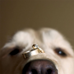 Любимый пёс — важный гость на свадьбе