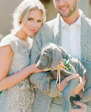 Животные на свадьбе - собака