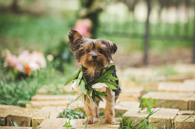 Животные на свадьбе - собачка