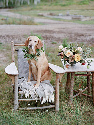 Животные на свадьбе - собака