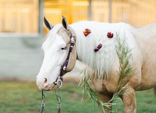Животные на свадьбе - лошадь