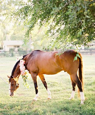 Животные на свадьбе - лошадь