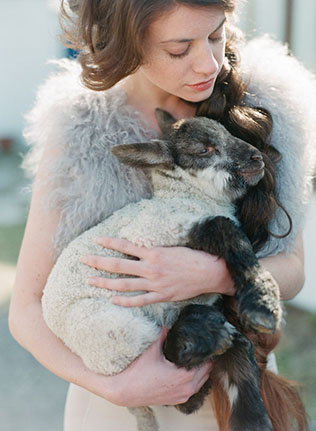 Животные на свадьбе - овечка