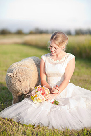 Животные на свадьбе - овечка