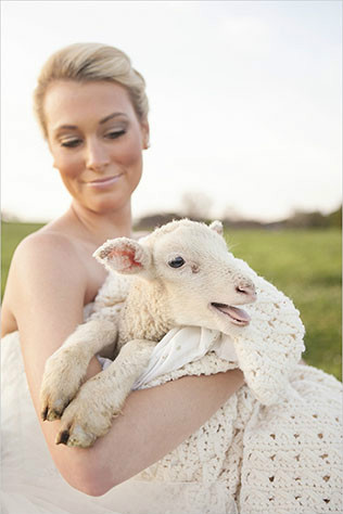 Животные на свадьбе - овечка