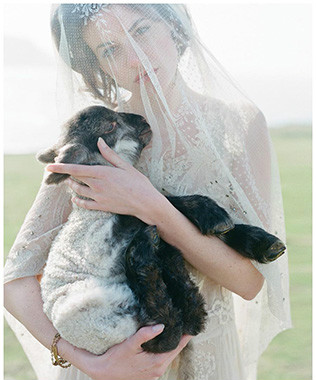 Животные на свадьбе - овечка