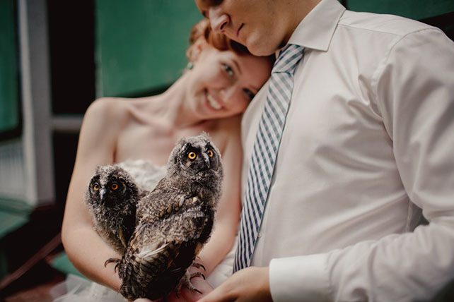 Сова на свадьбе