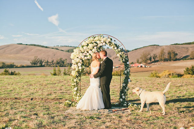 Животные на свадьбе - собака