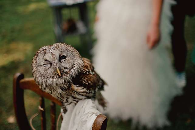 Сова на свадьбе