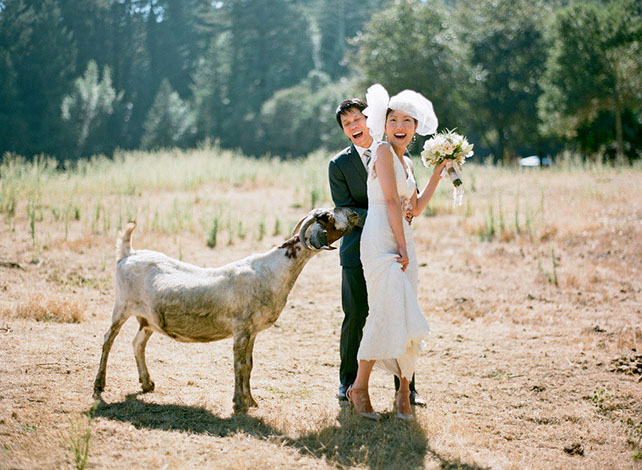 Баран на свадьбе