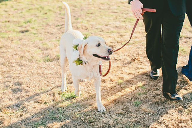 Животные на свадьбе - лабрадор