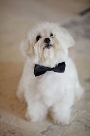 Собака на свадьбе