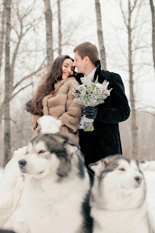 Зимняя свадебная фотосессия с собаками