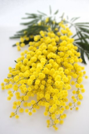 Букет невесты из мимоз