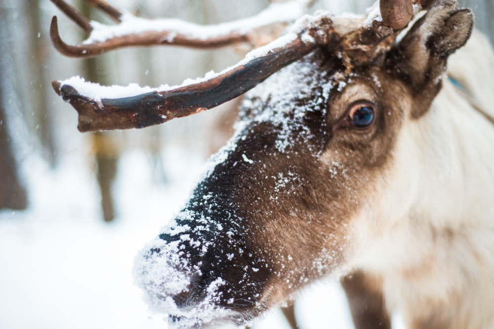Скандинавская сказка