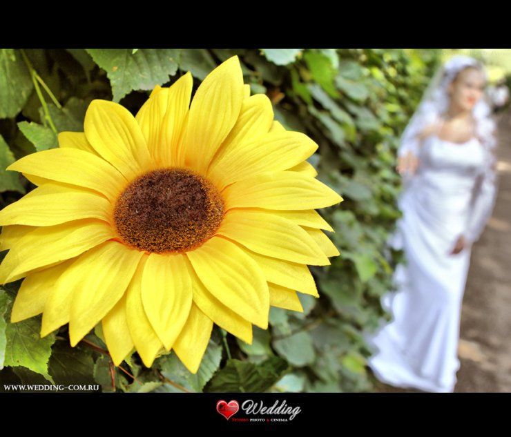 WEDDING STUDIO PHOTO CINEMA ( www.wedding-com.ru) ПРОИЗВОДИМ СВАДЕБНУЮ ПРОФЕССИОНАЛЬНУЮ ФОТОСЪЕМКУ И ВИДЕОСЪЕМКУ В Москве И Московской области... ЖИВЫЕ ЭМОЦИИ-ПРИЯТНЫЕ ВОСПОМИНАНИЯ!!!