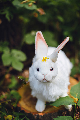 эльфийская свадьба, декор места церемонии, зайчики