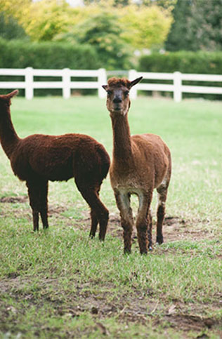 индейская свадьба, декор банкета