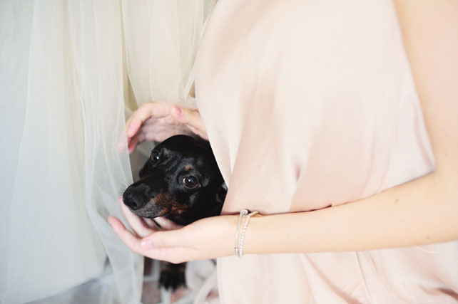 Изящная свадьба в стиле Прованс, пёс на свадьбе