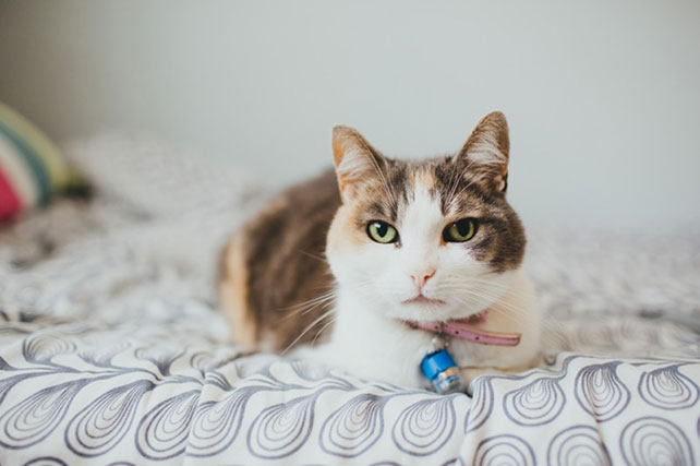 классическая свадьба Джоселин и Кристиана