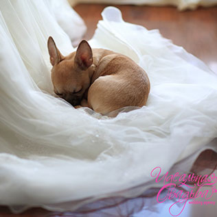 королевская нежность, роскошная свадьба, утро невесты