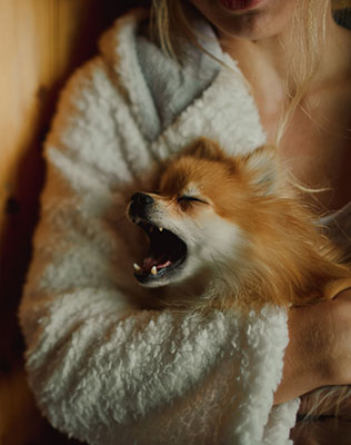 Свадьба в стиле эко-рустик, домашний любимец - собачка