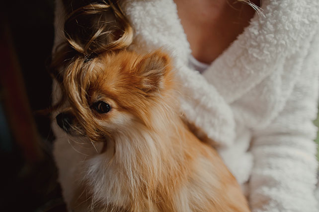 Свадьба в стиле эко-рустик, домашний любимец - собачка