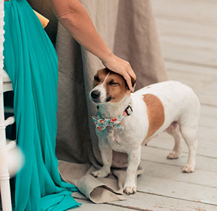 летняя свадьба в стиле рустик, собака на свадьбе