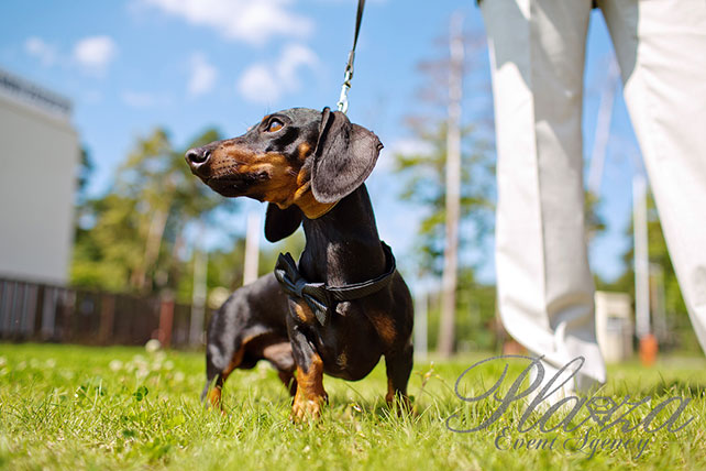 собачка на свадьбе, Свадьба Антона и Кристины: ментоловая свежесть