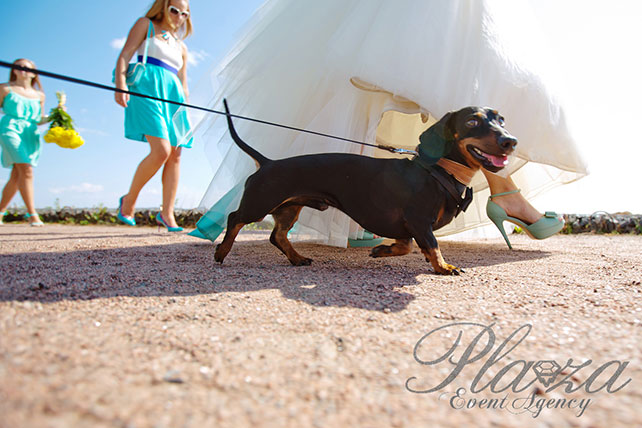 собачка на свадьбе рядом с невестой, Свадьба Антона и Кристины: ментоловая свежесть