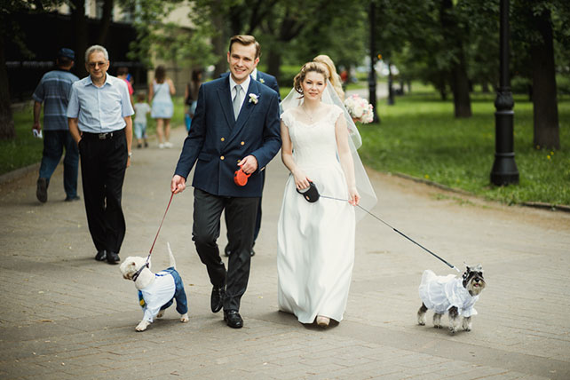 морская свадьба, жених и невеста с собаками