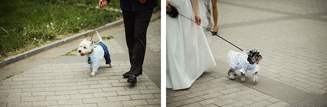 морская свадьба, собаки на свадьбе